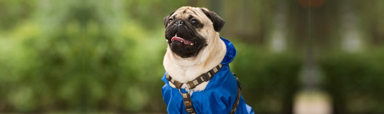moda-pet