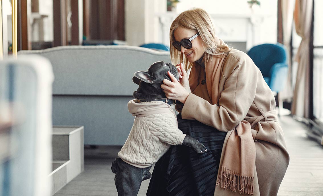 cachorro usando suéter, opção de inverno para moda pet